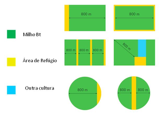 19 indivíduos homozigotos recessivos susceptíveis e heterozigotos dominantes resistente, porém as altas doses da toxina Bt expressa pelo milho transgênico são capazes de controlar esses indivíduos.