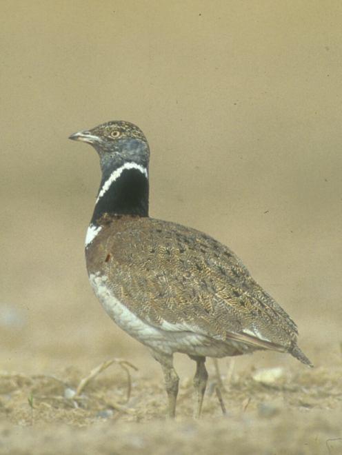 Aves Estepárias Sisão (Tetrax tetrax) Diminuição generalizada nos censos de Inverno da ZPE de Moura/Mourão/Barrancos diminuição em 65% do efectivo (Projecto LIFE da SPEA/ICN