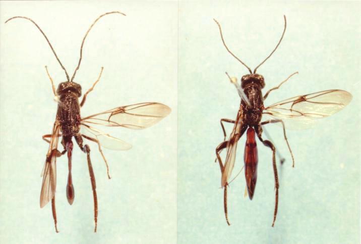 32 Manual para o controle da vespa-da-madeira em plantios de pínus apresentam coloração cinza e as pernas são escuras, tendendo para cores avermelhadas.