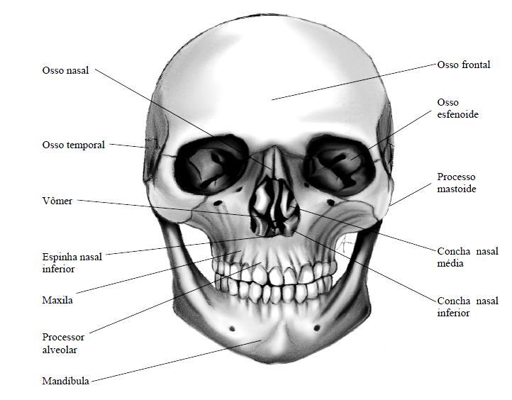 34 FIGURA 1: VISTA ANTERIOR DO CRÂNIO Fonte: Própria autora 1.1.1 Ossos nasais Os ossos nasais têm tamanho pequeno, articulam-se com o osso frontal na região superior, lateralmente com os maxilares, com a placa perpendicular do osso etmoide (Fig.