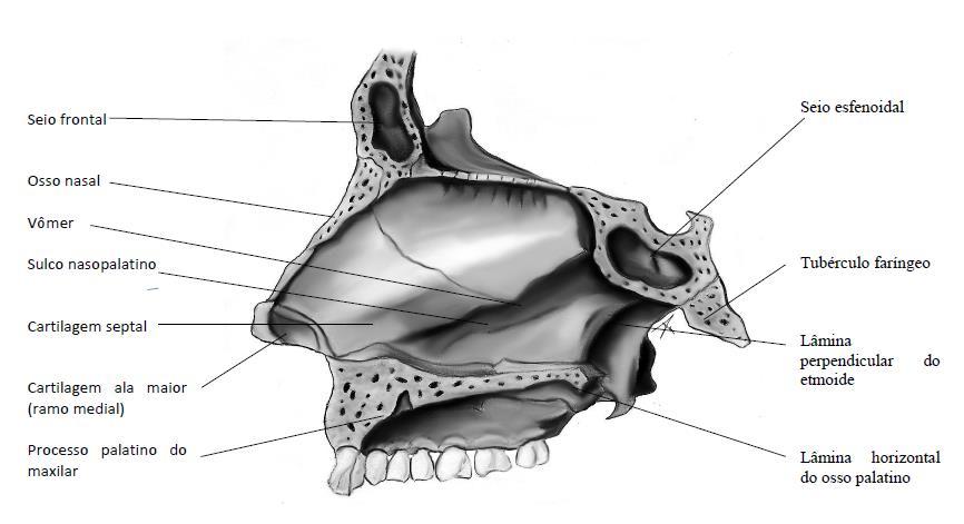 35 FIGURA 2: VISÃO LATERAL DA REGIÃO NASAL Fonte: Própria autora. A parede lateral da cavidade nasal é dividida em três regiões, a concha nasal inferior, média (Fig.