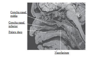 2), no qual também fica apoiada na cartilagem do nariz, dividida ao meio pelo septo nasal.