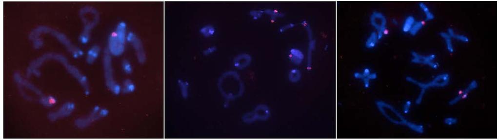 B B X M 4 B G 3 G 3 X X G 3 M 4 a b c Figura 3: Localização cromossômica dos sítios de DNAr 18S em células meióticas de Xyleus discoideus angulatus através da FISH.