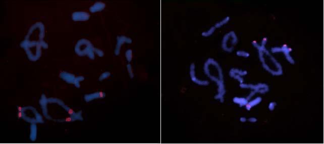 célula apresentando heteromorfismo para o sítio presente no bivalente G 3 (Coloração DAPI em azul, sítios 18S em vermelho).