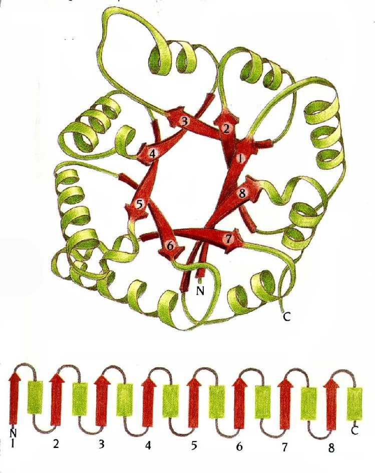 Estruturas β-α-β: o barril TIM A estrutura do enzima glicolítico triose fosfato isomerase