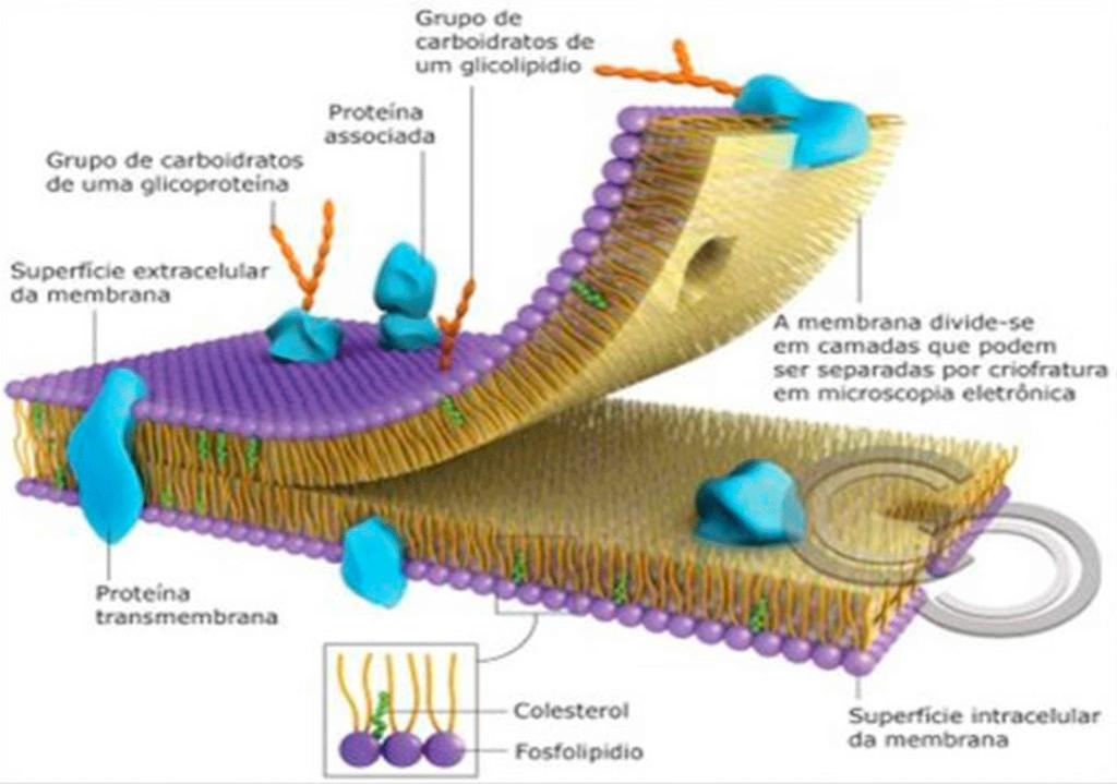 Figura 3.1 Constituição da membrana plasmática.