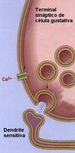 Ativação dos recetores na membrana das células gustativas Geração de potenciais