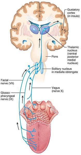 Vias neuronais gustativas Também projetam para o hipotálamo e estruturas do