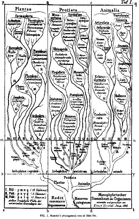 Haeckel (1866) l l l l Haeckel apresentou um esquema que seria conhecido como a árvore da vida Classificam os seres vivos em 3 reinos: