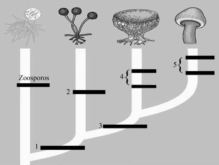a) 1 Corpo de frutificação, 2 Perda do flagelo, 3 Zigósporo, 4 Basidiósporo e basidiocarpo, 5 Ascósporo e ascocarpo.