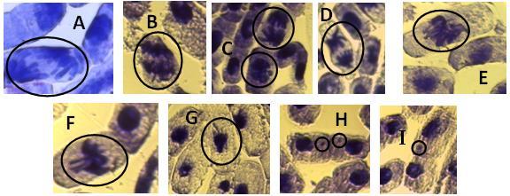 Figura 1: Fotografias de células das raízes de cebola em diferentes concentrações de látex de Croton urucurana com aumento de 40x e 100x.