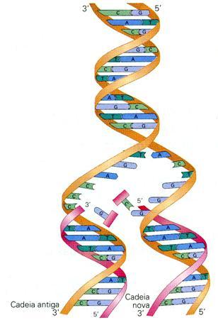 Replicação do DNA Segundo a hipótese de replicação semiconservativa, as duas cadeias da molécula de DNA separam-se, por rompimento das pontes