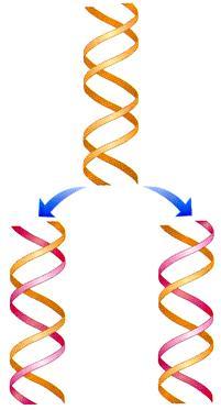 Replicação do DNA Os nucleótidos livres começam a ligar-se por pontes de hidrogénio aos nucleótidos da cadeia molde, por complementaridade de bases.