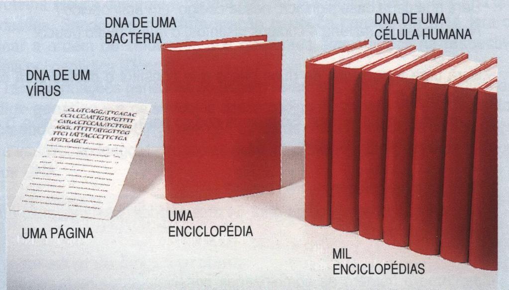 Informação genética A informação genética contida nas moléculas de DNA está em código código