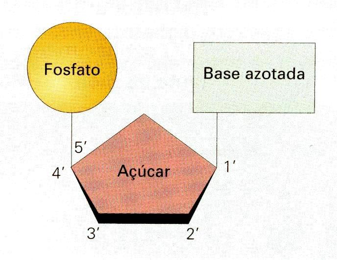 Composição química dos ácidos nucleicos Os ácidos nucleicos são polímeros em que as unidades básicas que os constituem são nucleótidos.