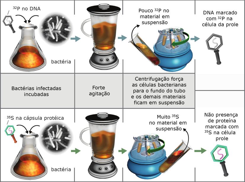 Eixo Biológico P BSC B tem uma cápsula protéica envolvendo uma molécula da DNA, infecta as células de Escherichia coli, multiplica-se no seu interior e provoca a sua morte, liberando uma nova geração