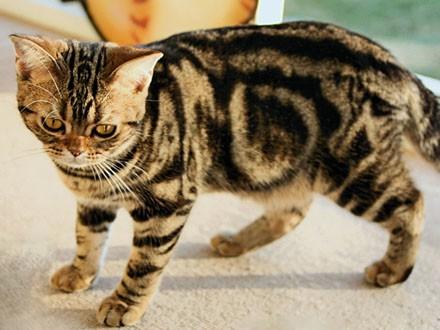 Gato de pelo