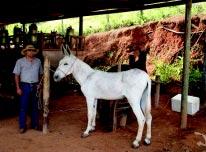 restante com ar, para dar início ao procedimento de coleta de sêmen.