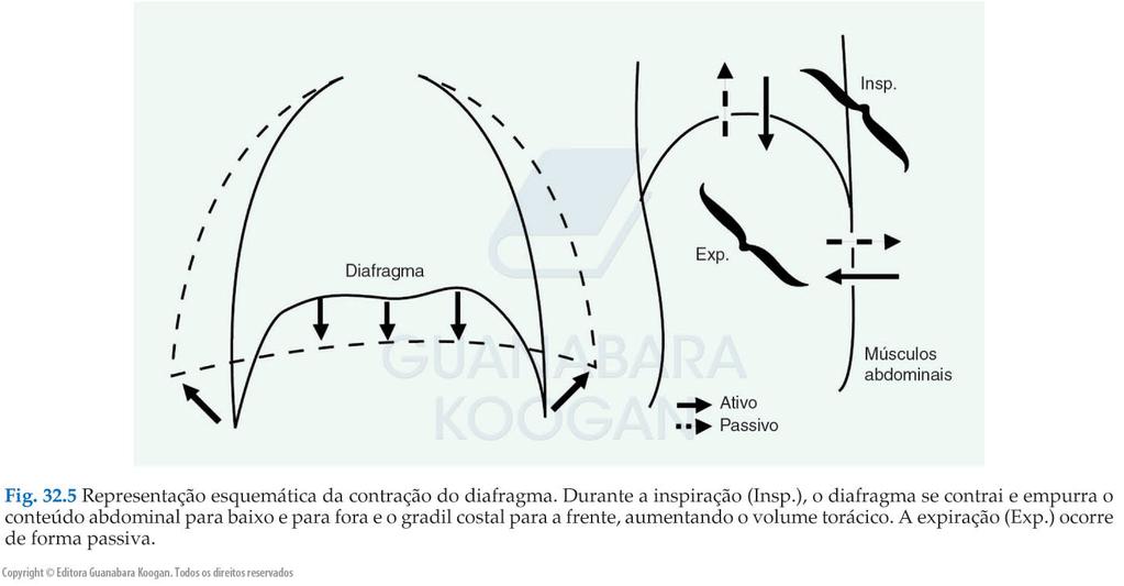 Intercostais externos Paraesternais Diafragma Acessórios