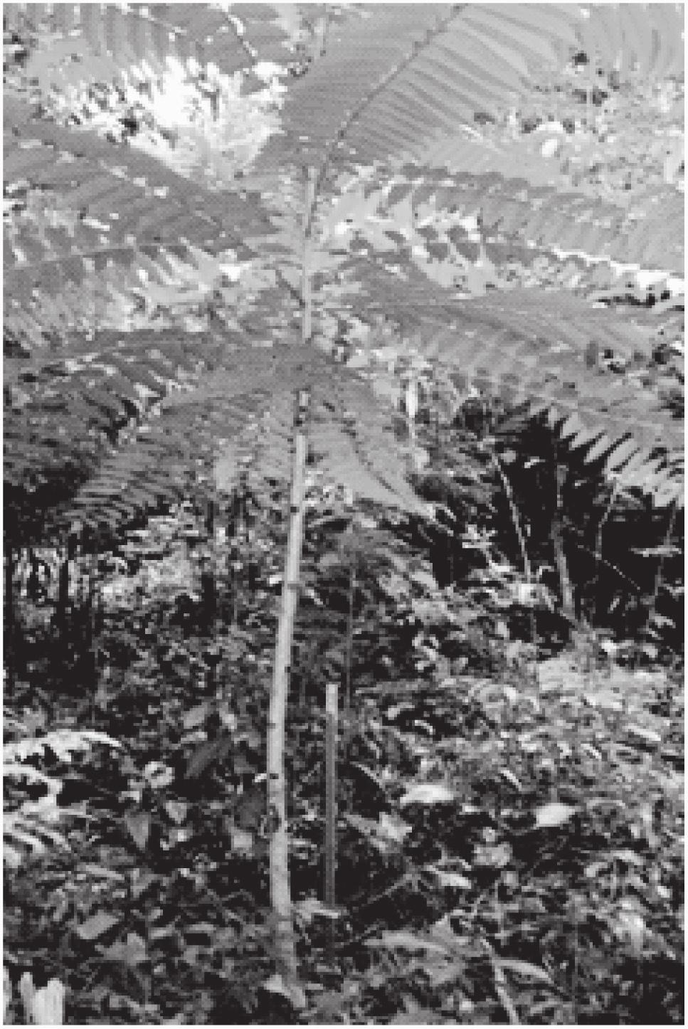 Figura 2: Cedrela odorata L. mata densa para o centro de clareiras originárias de exploração seletiva, no município do Moju. Nessa mesma floresta, Nemer et al.