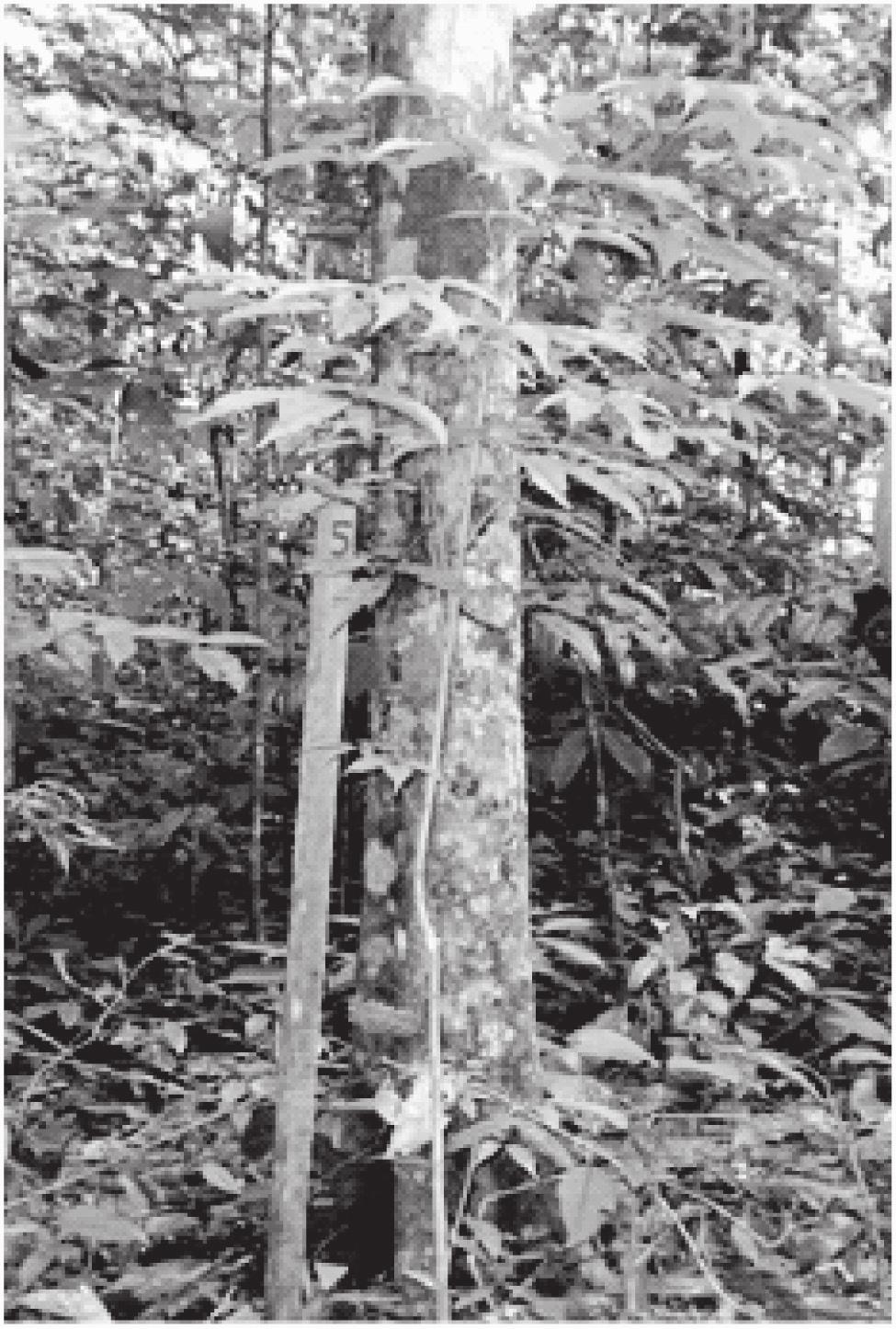 Figura 3: Tabebuia impetiginosa (Mart. Ex DC.) Standl.