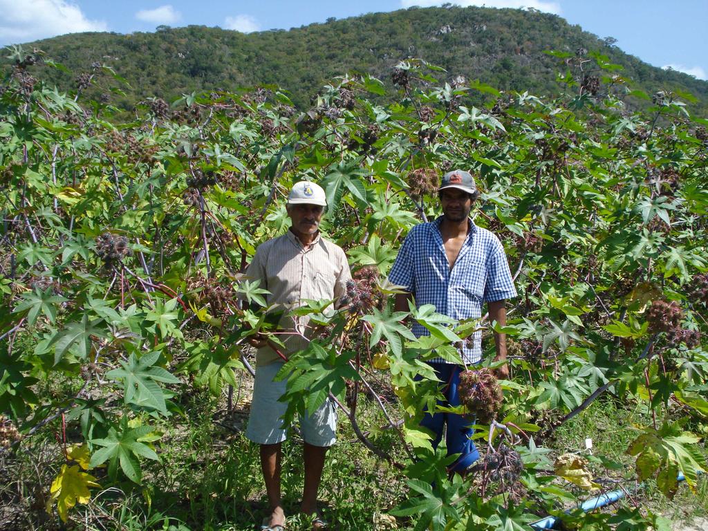 Tabela 4: Produção e produtividade de feijão e de mamona em bagas e grãos na área experimental, Pesqueira-PE, 27.