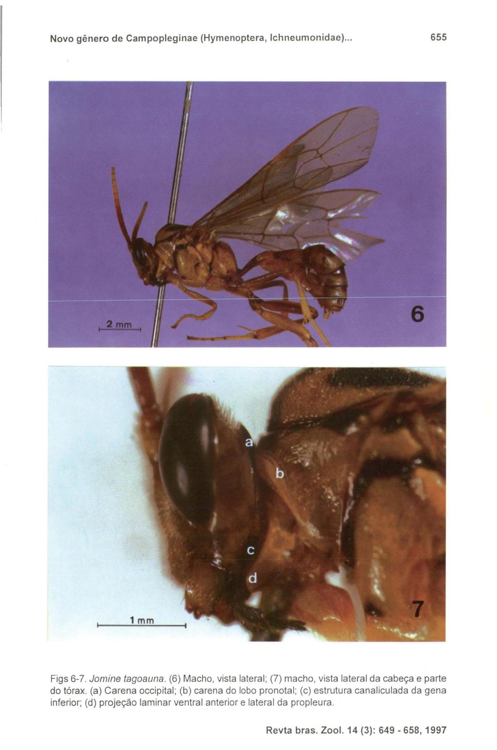 Novo gênero de Campopleginae (Hymenoptera, Ichneumonidae)... 655 Figs 6-7. Jomine tagoauna. (6) Macho, vista lateral; (7) macho, vista lateral da cabeça e parte do tórax.