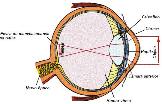 Figura 1 Globo Ocular Humano [5] O mecanismo da visão é entendido melhor se compararmos o globo ocular a uma câmara fotográfica (figura 2) o cristalino seria a objetiva; a Íris, o diafragma, e a
