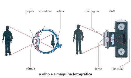 Figura 2 Comparativo do olho humano com a câmera fotográfica [6] Ao longo da evolução, alguns animais (inclusive o ser humano) sofreram mutações e passaram a apresentar olhos dispostos na parte