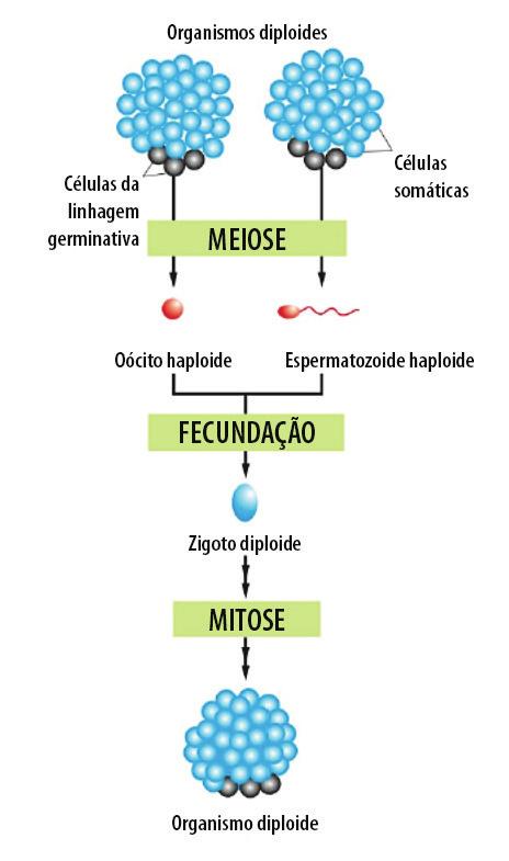UNIDADE Bases Cromossômicas da Herança Já na multiplicação celular meiótica, a célula parental é 2n e origina 4 célulasfilhas com apenas uma cópia de cada cromossomo (n) e geneticamente distintas da