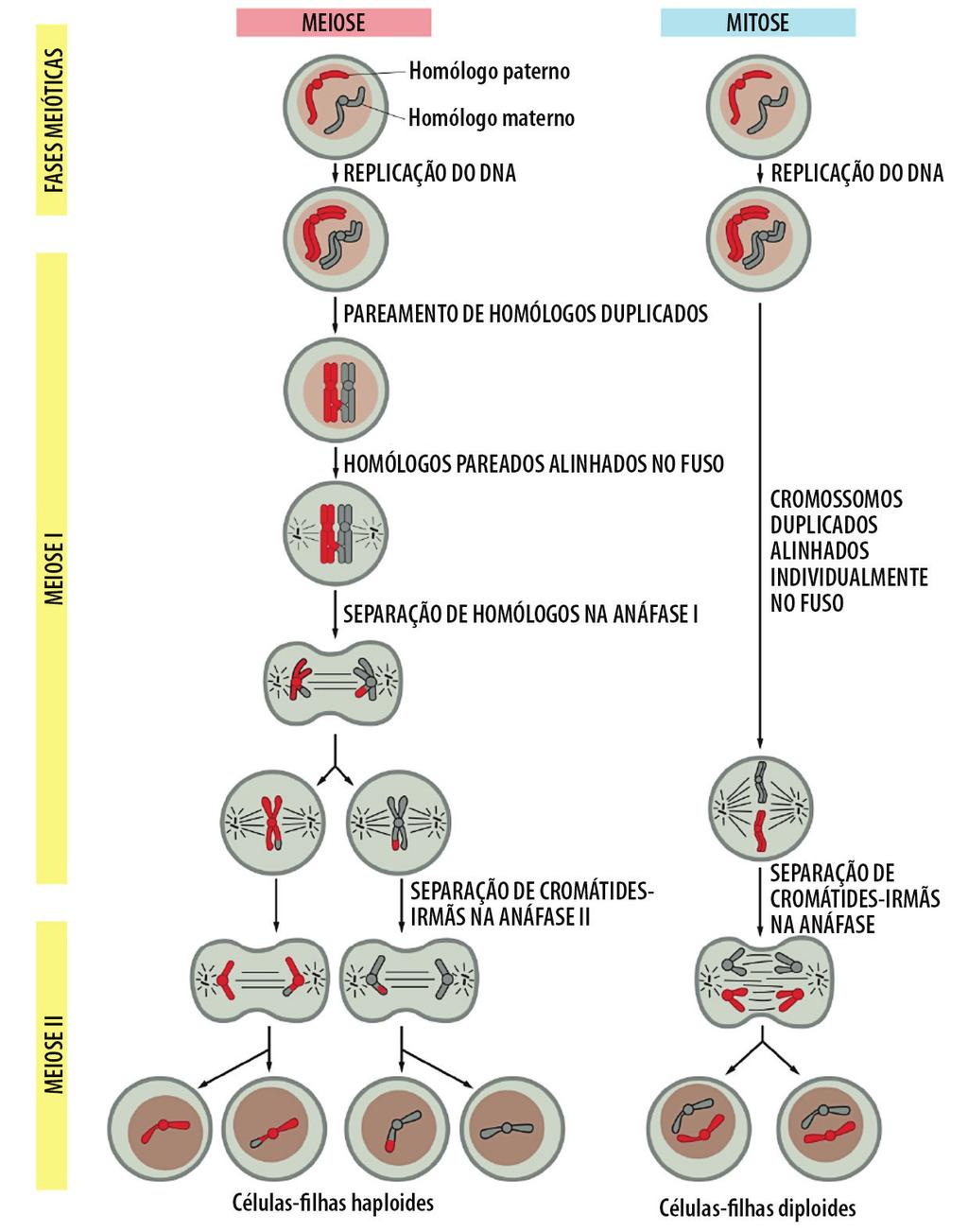 UNIDADE Bases Cromossômicas da Herança Na prófase II, os cromossomos se condensam e se movem para a região mediana da célula.