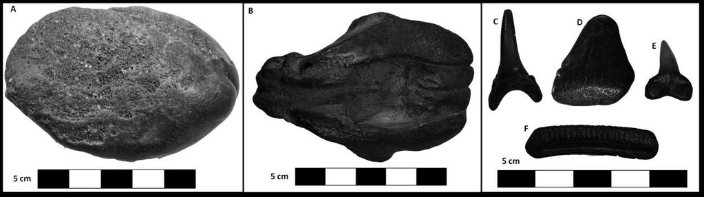 67 Figure 13. Skeletal remains of the marine fauna. A: bone tumor of fish (Pogonias cromis); B: partial skull of whale (Pontoporia sp.