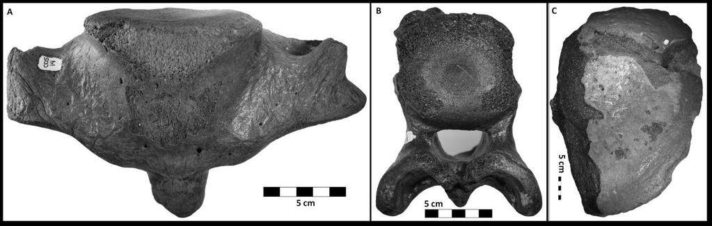 70 Figure 18. Axial elements represented by vertebrae. A: the second cervical vertebra named Axis; B: partial vertebra of unidentified taxa; C: partial vertebra of whale. (photos Erick Cruz).