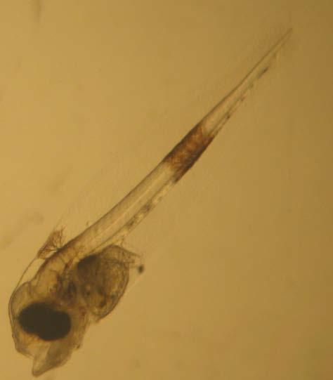 dourada No entanto é essencial um estudo dirigido a esta espécie para melhorar: eclosão 2,6 mm - crescimentos -