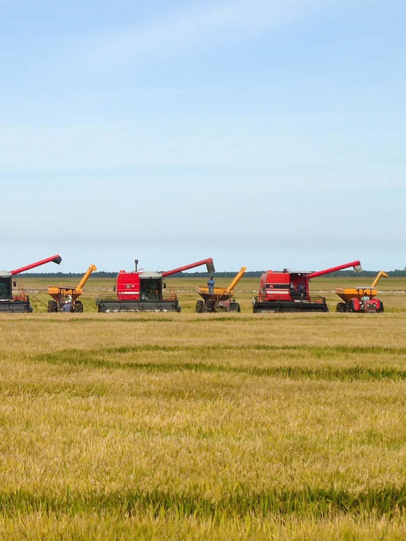 Desde 1975, o arroz faz parte do sistema de integração