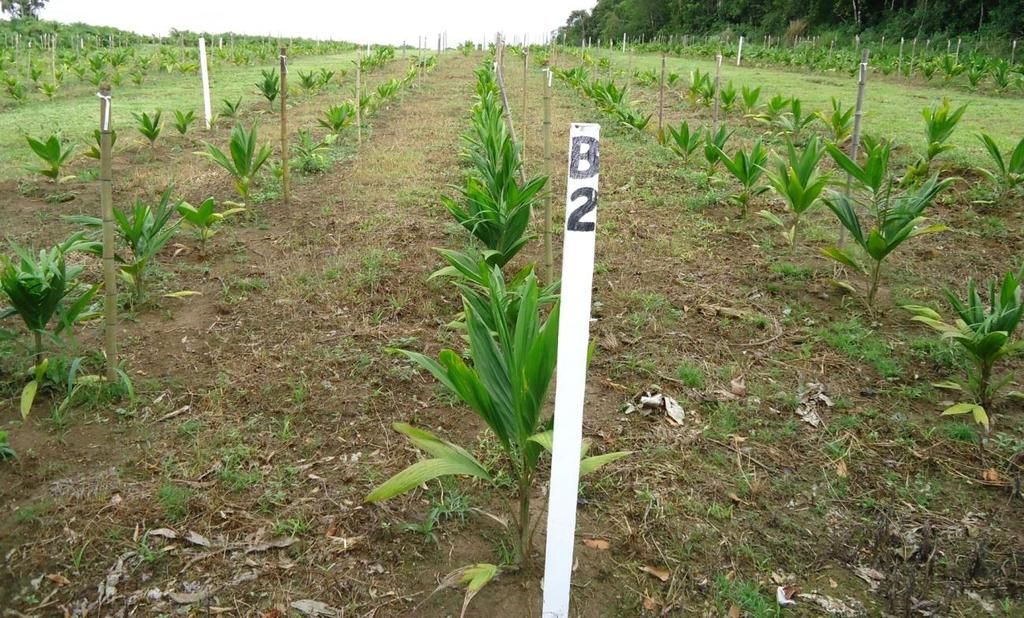 RODRIGUES AS; DURIGAN ME. 2007. O agronegócio do palmito no Brasil. Londrina: IAPAR 31-42p. (Circular Técnica 130) Tabela 1.