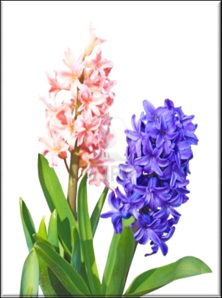 Hyacinthus