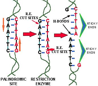 Enzimas de Restrição Propriedades: Reconhecem Palíndromos ou Sequências Palindrômicas Sequenciade
