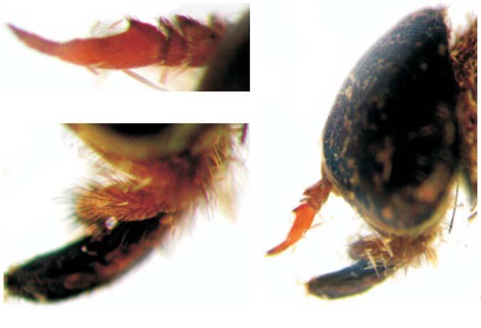 506 Limeira-de-Oliveira et al. 8 0,5 mm 0,5 mm 9 1 mm 10 Figs. 8 10. Philipotabanus (Mimotabanus) henriquesi, sp. nov., macho. 8, antena; 9, palpo e probóscide; 10, cabeça, vista lateral. marrons.