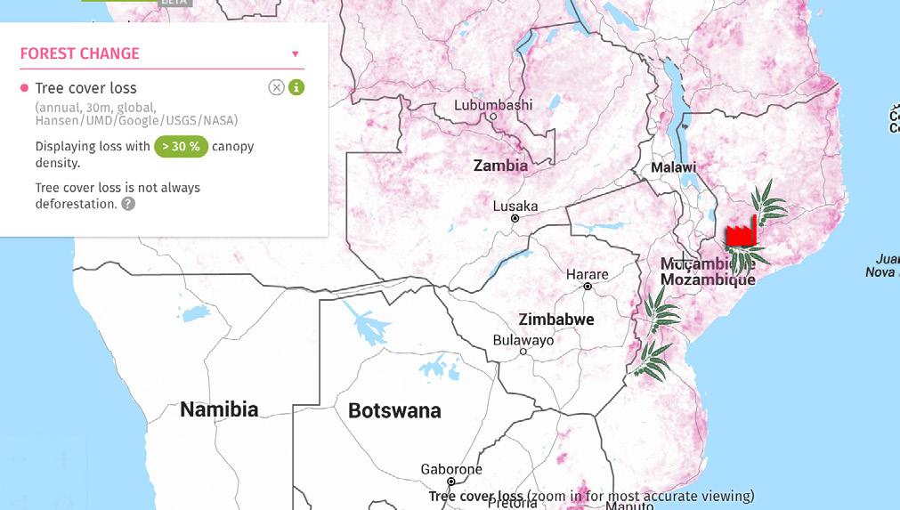 IMPACTOS AMBIENTAIS Biodiversidade e desmatamento As plantações serão alocadas em áreas florestais, onde ocorre rapidamente a desflorestação, como mostra o mapa disponibilizado pela Global Forest