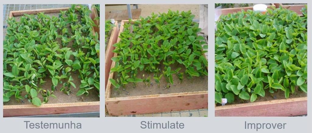 23 Tabela 5: Germinação, índice de velocidade de emergência (IVE) e matéria seca (MS) de plântulas de soja após tratamento com biorregulador e fertilizante. Curitibanos-SC, 2016.