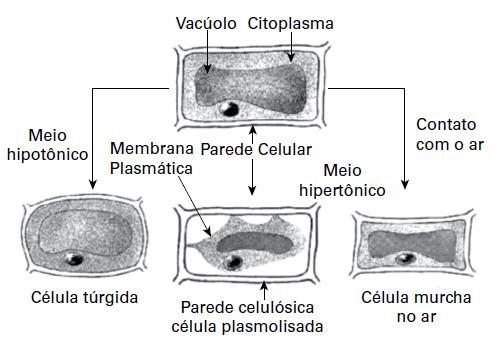 Mecanismos de Transporte Celular Osmose em células vegetais Fator osmótico; Pressão hidrostática; Sc = Capacidade da célula de ganhar