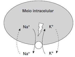 Transporte através da Membrana