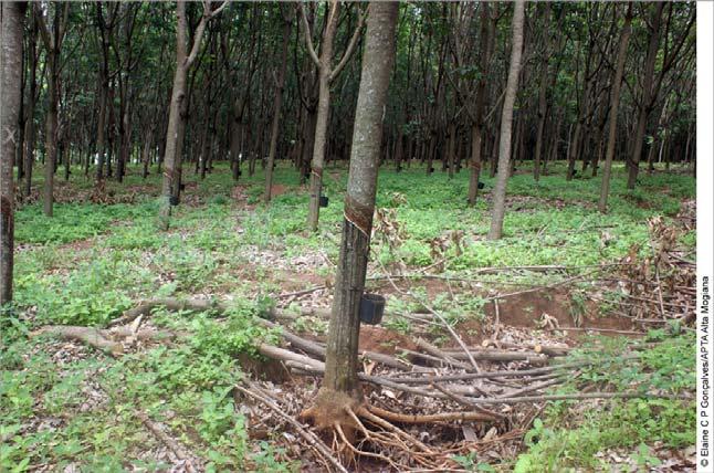 Figura 1 Solo erodido em plantação de seringueira em produção.