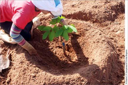 Plantio Após a sistematização do terreno, deve-se proceder ao plantio das mudas em covetas abertas nas covas preparadas (Figura 3).