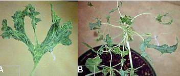 círculo de hospedeiras e sorologia foi reclassificado como sendo uma estirpe do vírus do mosaico do mamoeiro ( Papaya ringspot virus - type watermelon - PRSV-W ).