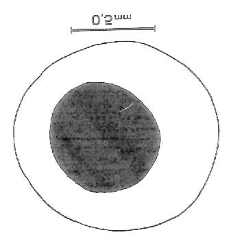 442 JURBERG et al. A morfologia de ovos e ninfas dos triatomíneos tem sido alvo de estudos de diversos autores (CARCAVALLO et al., 1975, 1978; JIMÉNEZ & FUENTES, 1981; GONÇALVES et al.