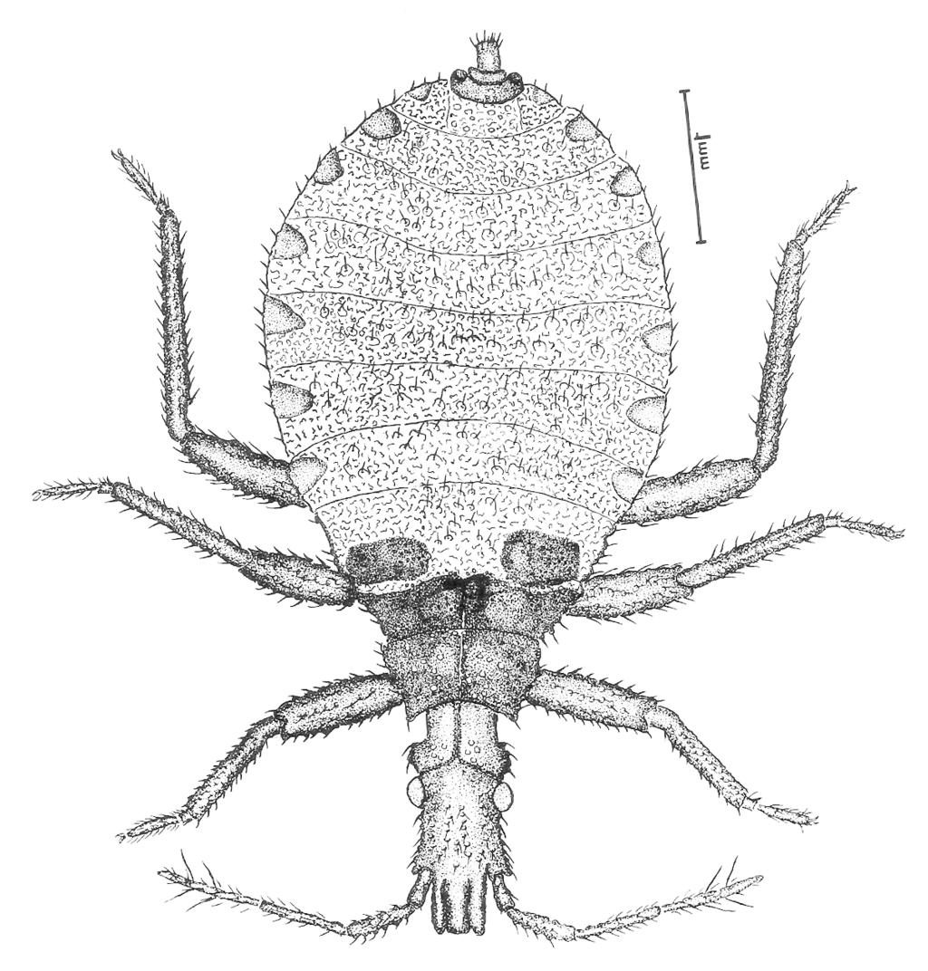 Descrição de ovos e estádios ninfais de Triatoma carcavalloi... 443 Olhos compostos de coloração negra constituída por omatídeos circulares afastados uns dos outros.