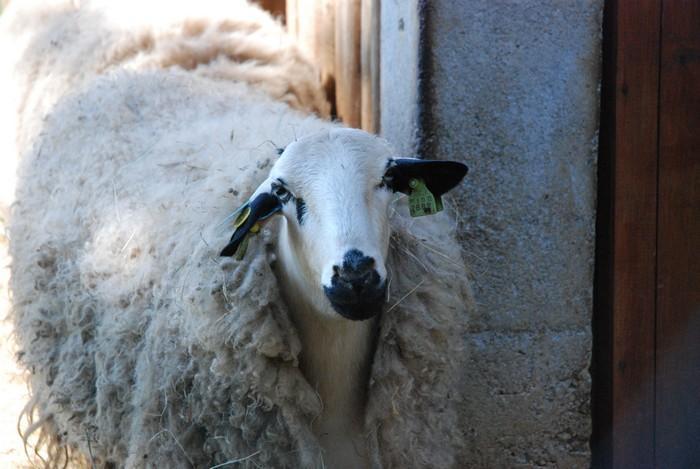 Raças autóctones - ovinos Churra Galega Bragançana Outras churras da Terra Fria: Churra Galega Mirandesa (6.102 Animais / 57 Criadores) Churra Badana (4.089 Fêmeas / 37 Criadores) 9.