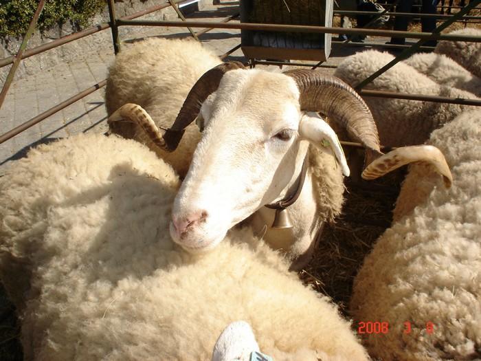 Raças autóctones - ovinos Outras ovelhas das beiras: Mondegueira Merina da beira Churro do campo Variedades: Preta Branca Serra da Estrela 16.